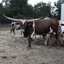 HR REBEL BANG X BR JUNGLE JIM 