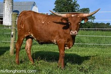 NV Delights Daylight