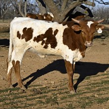 SR SWEET REBELLION X BR JUNGLE JIM TAG 297