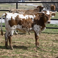 HL Kelly Ann x WT KID ROCK - Tag 1740