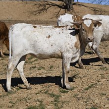 HR AWESOME REB X BR JUNGLE JIM - TAG 1825