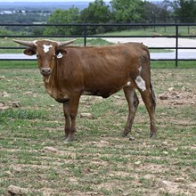 HELM TC LAURAS MERCY X BR JUNGLE JIM - TAG 500