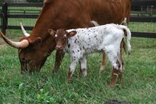 LTL Cassie x HL Heads Up 2025 heifer 