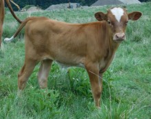 ROWDY X EXAMPLE BULL