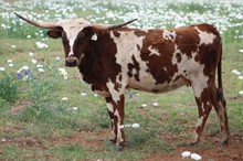 LM TEXANA BUCKLE BUNNY