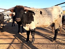 3P ROYAL DOUBLE SHOT 