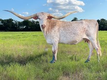 3P 50 STRING OF PEARLS