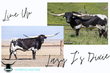 Line Up x Lazy J's Dixie Frozen Embryo
