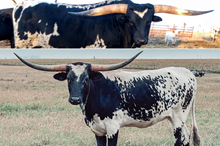 Fifty Shades Darker x Sioux Frozen Embryo 