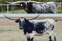 Rebel x Sioux Frozen Embryo 