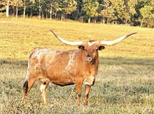 HL Smokin’ Hot Jaynie 