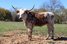 EJS Paislie
