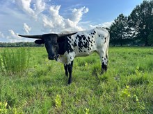 ELLIE MAE