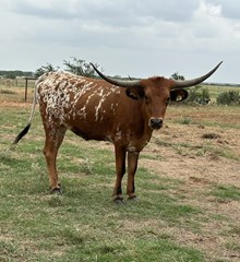 IM Headfull of Dreams