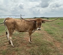 IM Upping Lassies Worth