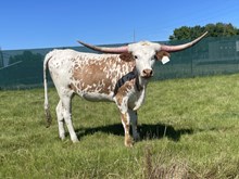 A&S Midas’Morning Glory