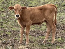 A&S Midas’ Queen Bee