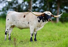 MCC 67 Mustang Eleanor