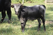 CHARCOAL DUST X CONCEALED WEAPON 2025 HEIFER