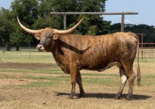 M7 Queen Monika Rose