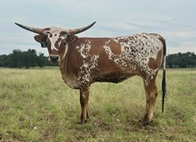 1 BUX 31 #2157 JJ X BEAUTIFUL HEART