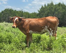 #53 BUX JUNGLE JENNY