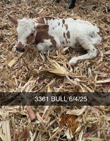 MN REBEL ZOEY x PCC MIDAS TOUCH - TAG 3361