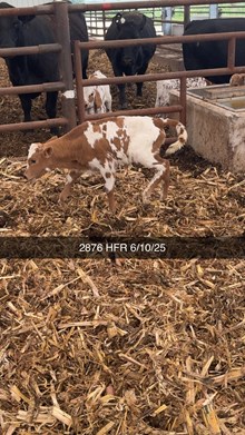 MN REBEL ZOEY x PCC MIDAS TOUCH  - TAG 2876