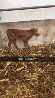 HR REBEL BANG x PCC MIDAS TOUCH - Tag 3260