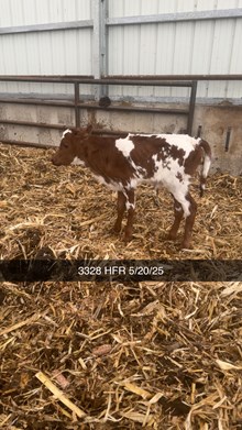 HR REBEL BANG x PCC MIDAS TOUCH  - TAG 3328