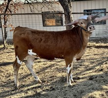 WL JANE OF THE JUNGLE