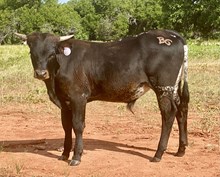 BG Heads Up Handsome