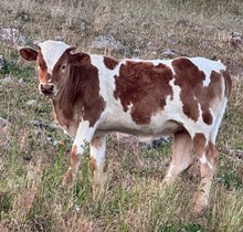 SILVER DANCER x BR JUNGLE JIM HEIFER