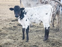 3P JEST A GHOST RIDER