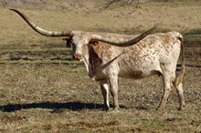 HORSESHOE J MAGNIFICENT