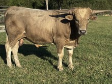 PCC Spirit In The Sky