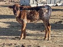 3P TOP GUN'S CHARLIE 