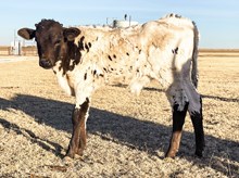 3P JEST A GHOST RIDER