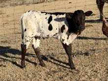 Jest a Cowboy x 3P Risen Asset Bull Calf 