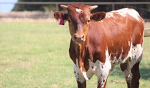 2023 Starbright Bull