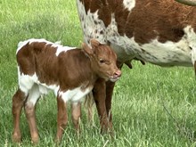 Royal T x Roxy Bull