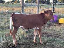 RJF Show Me The Gold