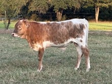 IWR Denali 502