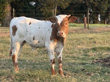 Royal T x Gingersnap Bull 507