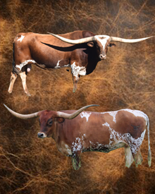 EMBRYO HEIFER SEXED (1)