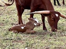FESTUS x JOANIE CASH bull