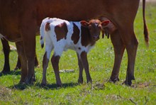 2026 Monkey Business Heifer