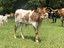 Hoosier Hometown Girl's 2023 Bull Calf