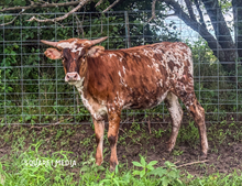 MIDWEST SELENA’S GRACE 