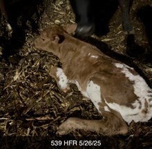 TLS BWANA'S PETUNIA X BR JUNGLE JIM - TAG 539